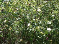 ACTIVITATS COSMOF&Iacute;SICA-FLORA